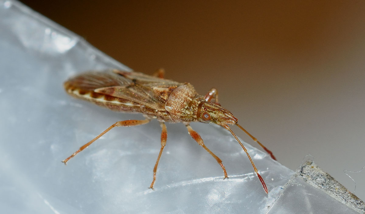 Lygaeidae: Belonochilus numenius del Piemonte (NO)