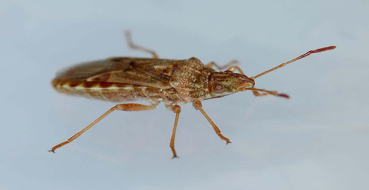 Lygaeidae: Belonochilus numenius del Piemonte (NO)