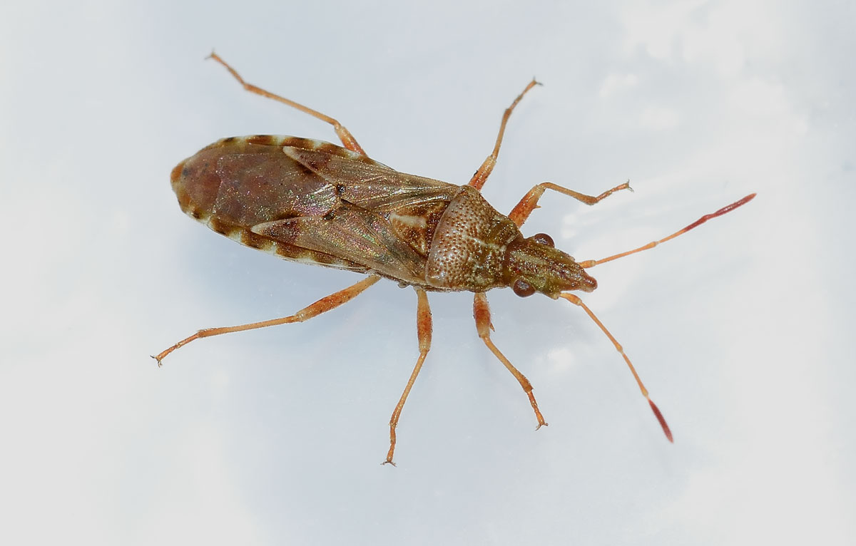 Lygaeidae: Belonochilus numenius del Piemonte (NO)
