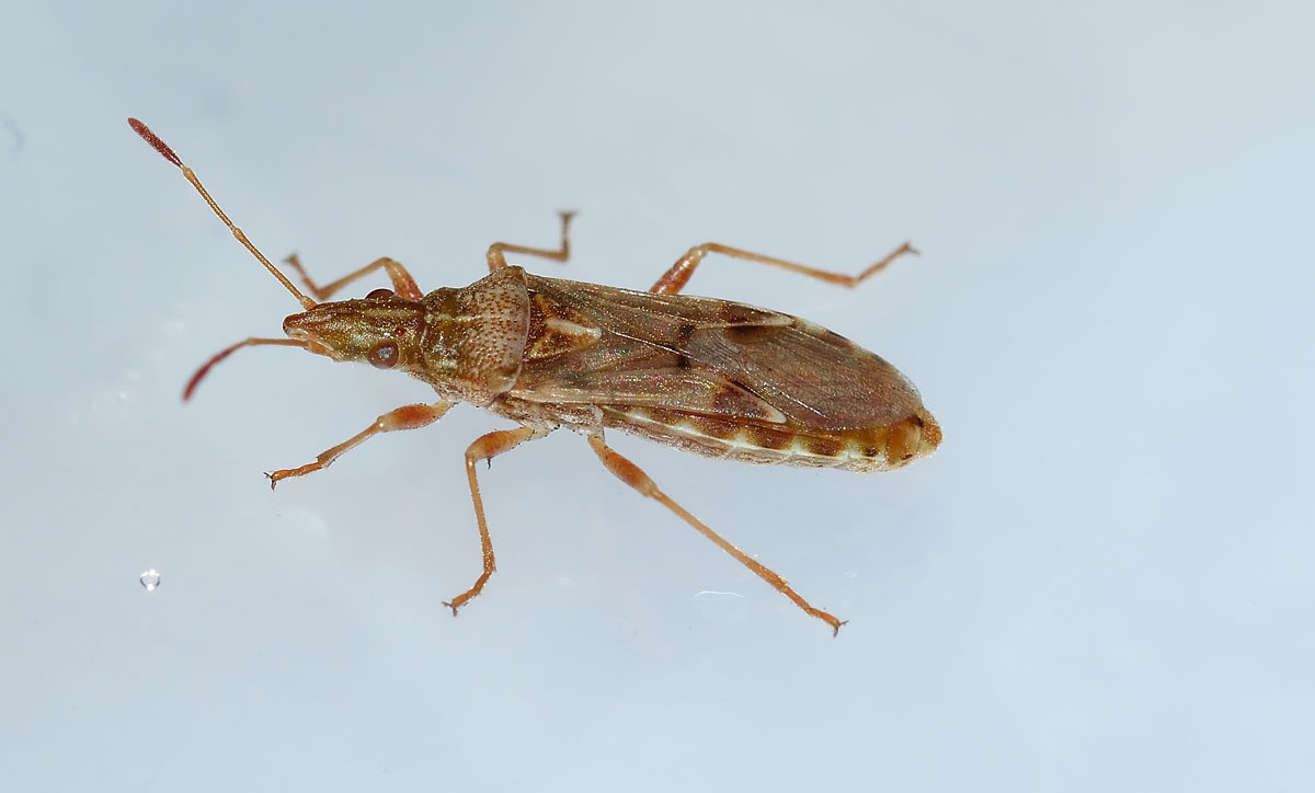 Lygaeidae: Belonochilus numenius del Piemonte (NO)