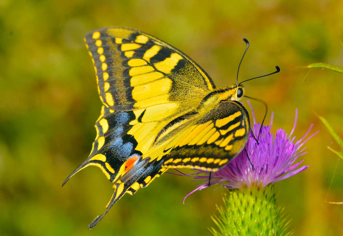 Da identificare - Papilio machaon