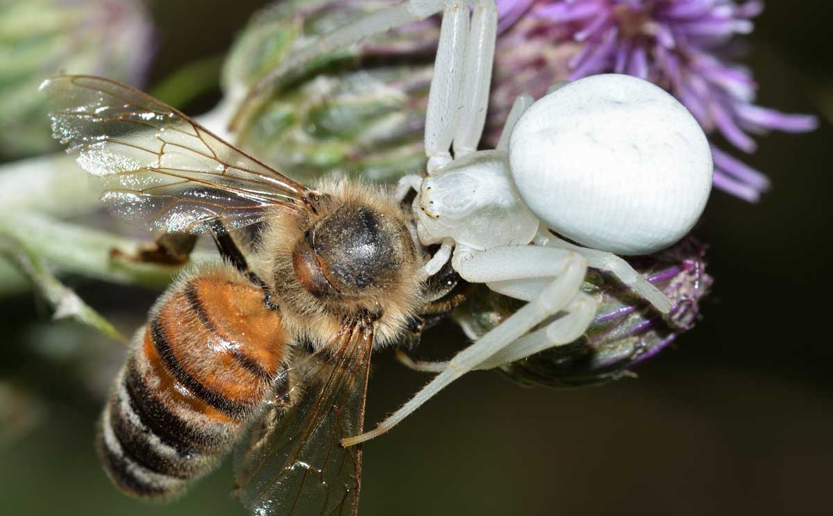 Misumena vatia con Apis mellifera - Novara