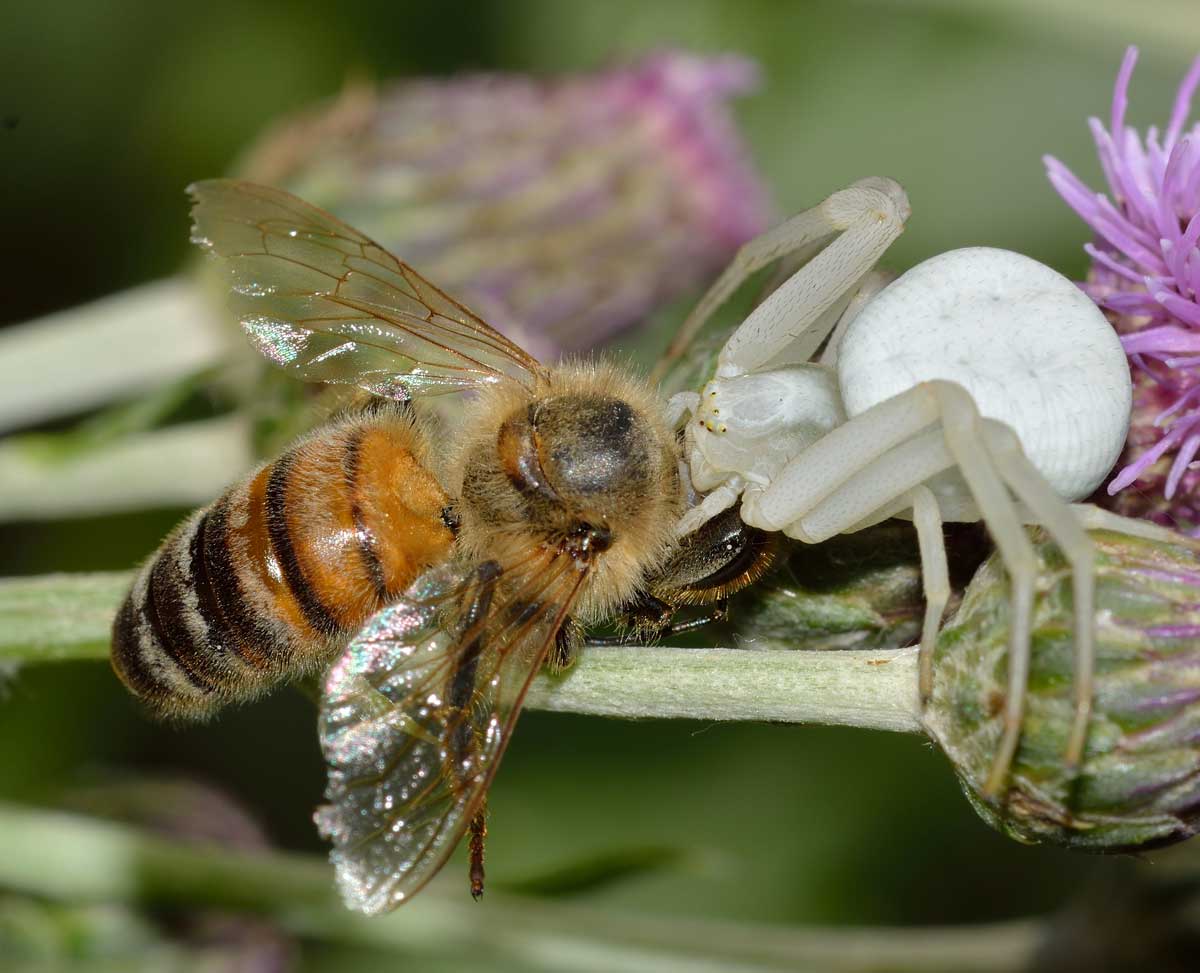 Misumena vatia con Apis mellifera - Novara