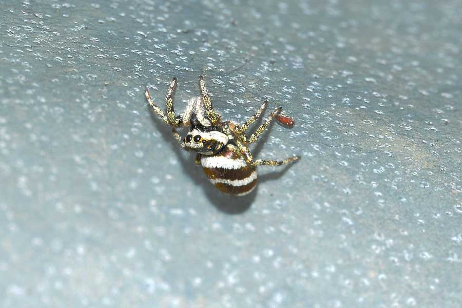 Salticus scenicus - Novara (NO)