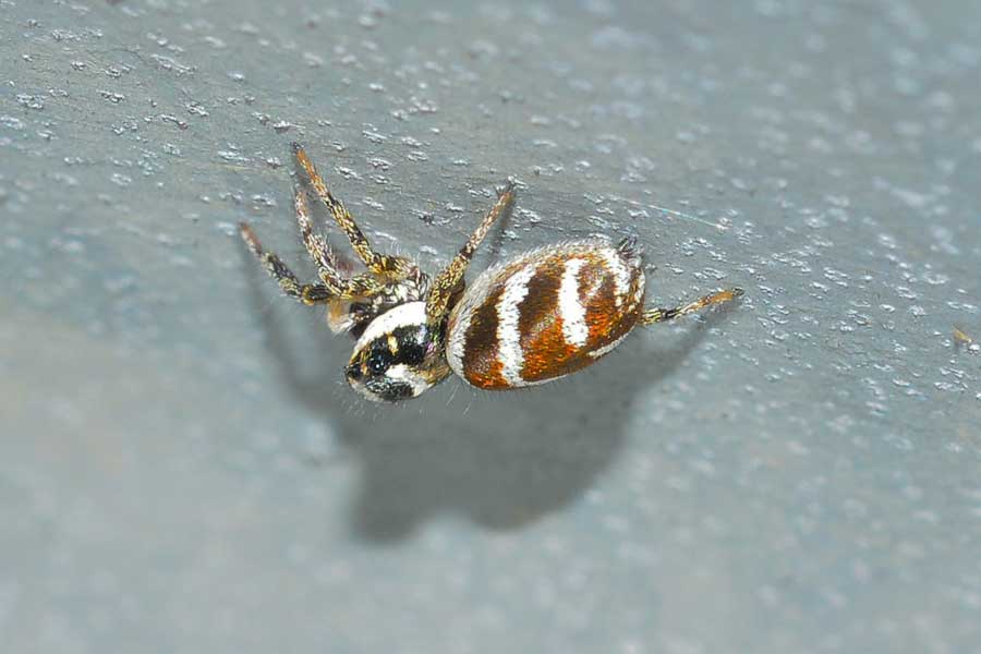 Salticus scenicus - Novara (NO)