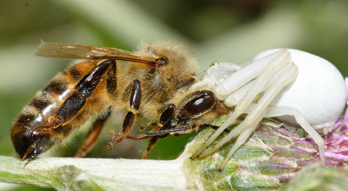 Misumena vatia con Apis mellifera - Novara