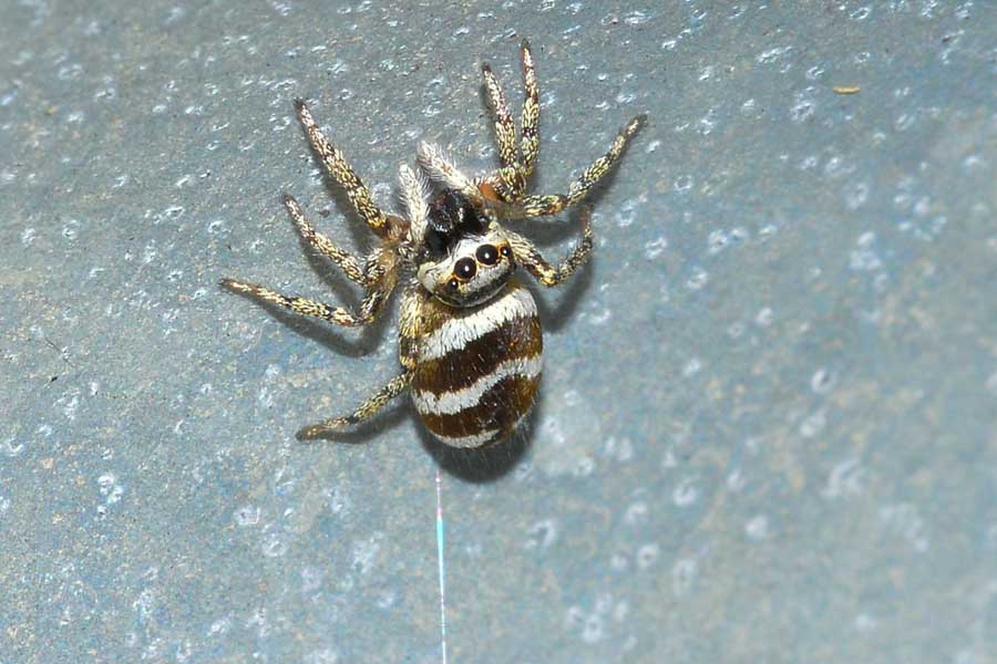 Salticus scenicus - Novara (NO)