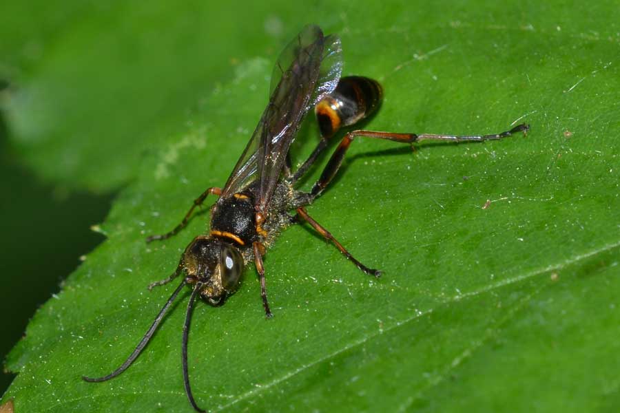 Sceliphron curvatum