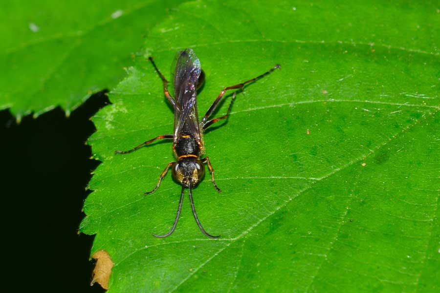Sceliphron curvatum