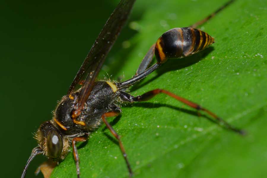 Sceliphron curvatum