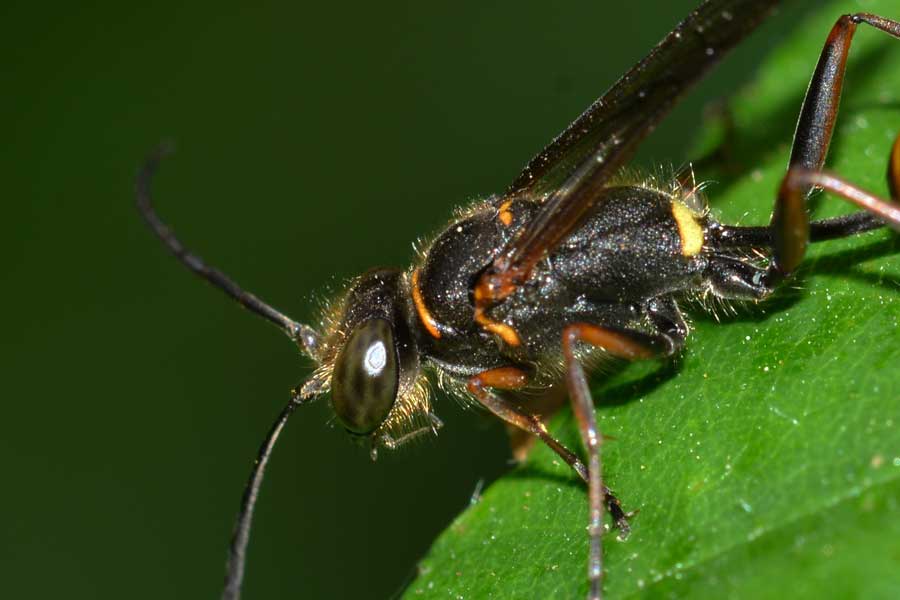 Sceliphron curvatum