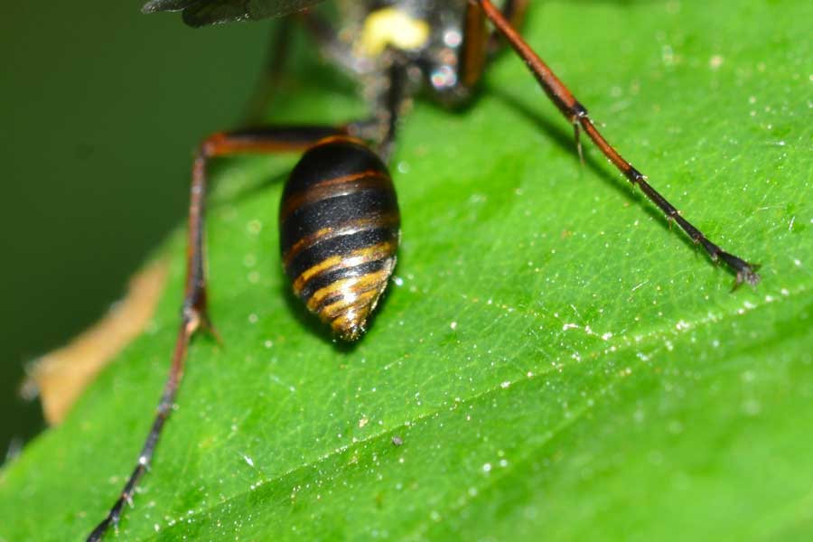 Sceliphron curvatum