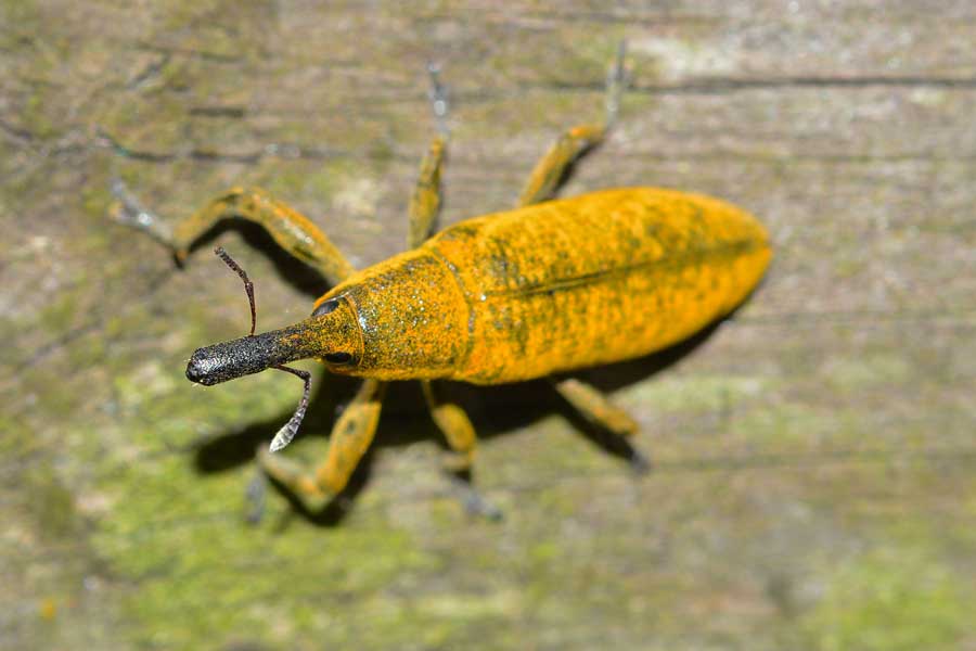 Lixus pulverulentus