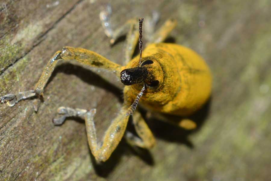 Lixus pulverulentus