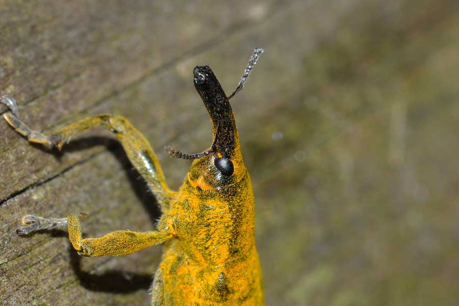 Lixus pulverulentus