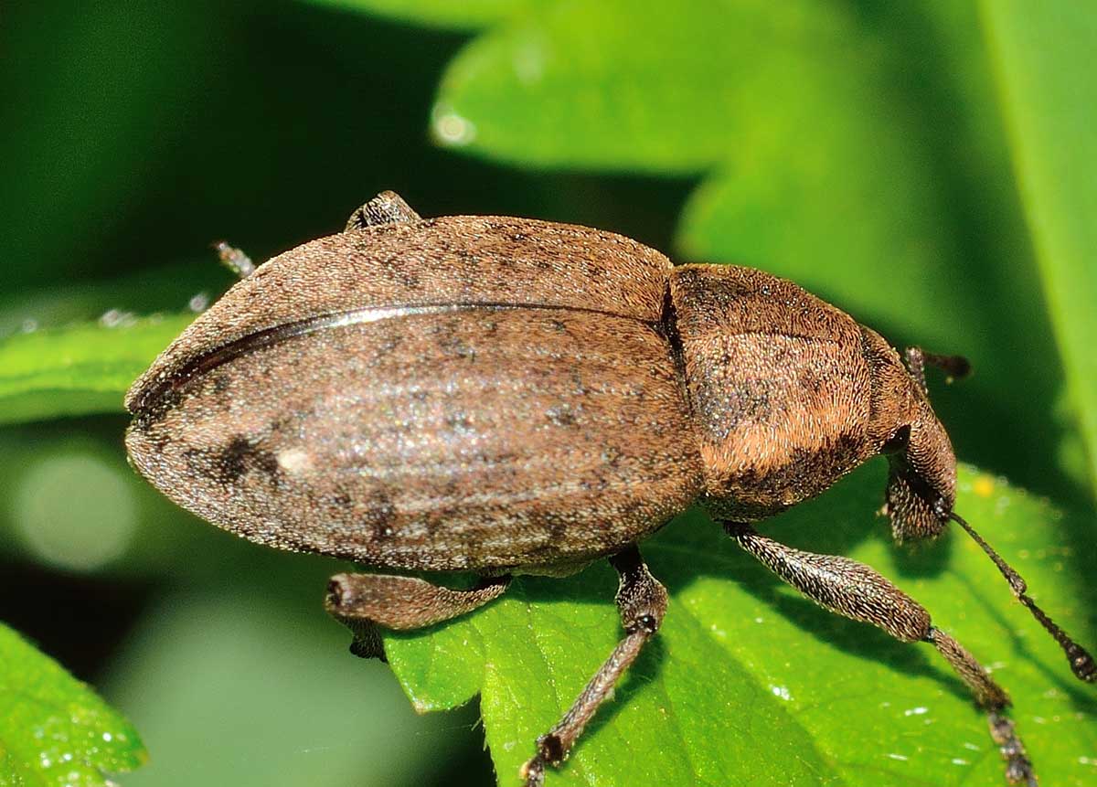 Lepyrus cfr. armatus, Curculionidae
