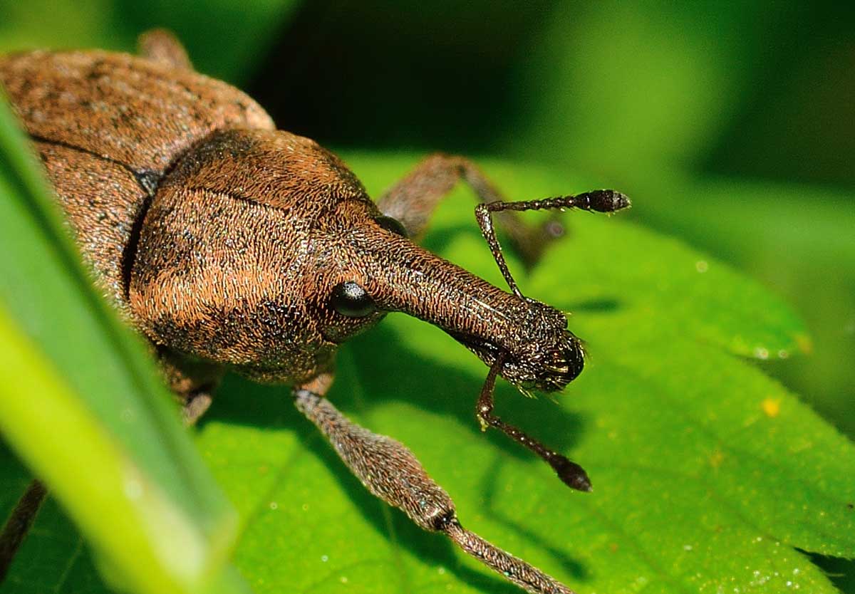 Lepyrus cfr. armatus, Curculionidae