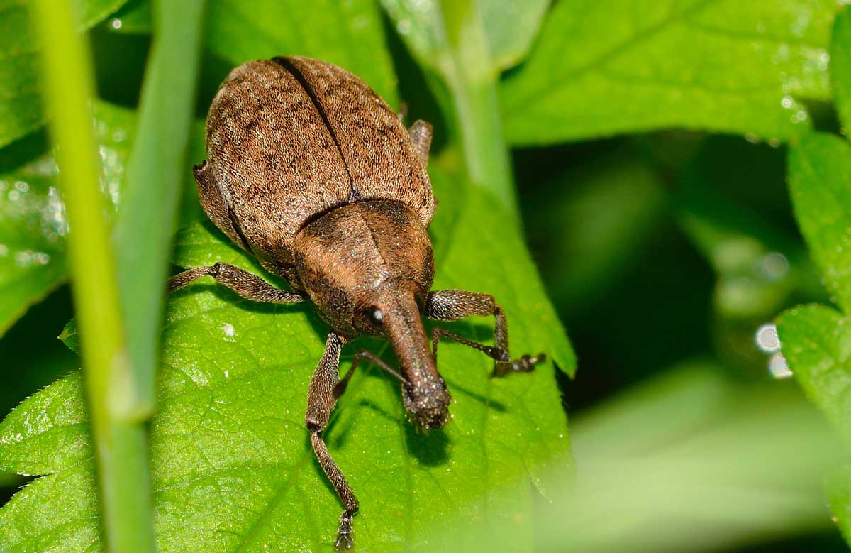 Lepyrus cfr. armatus, Curculionidae