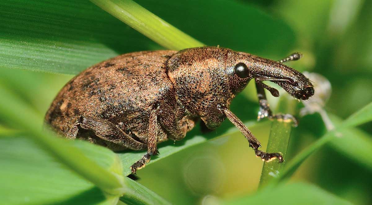 Lepyrus cfr. armatus, Curculionidae