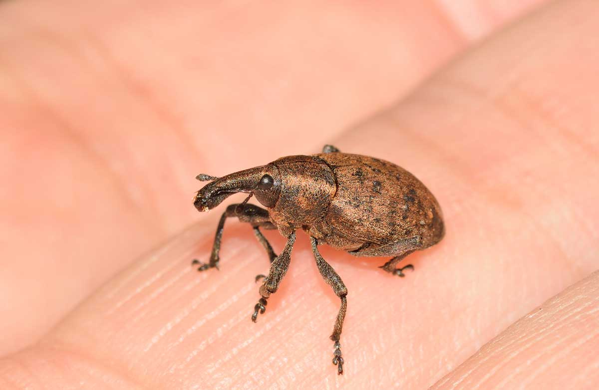 Lepyrus cfr. armatus, Curculionidae