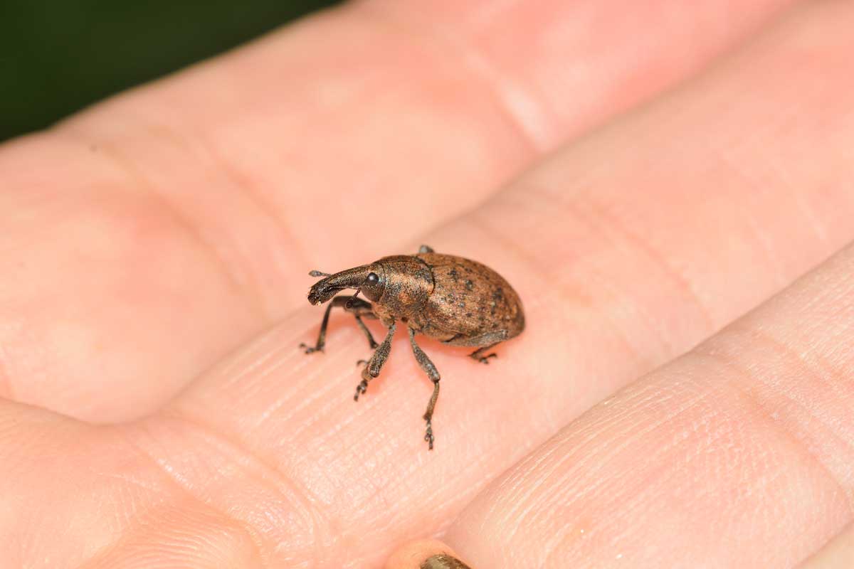 Lepyrus cfr. armatus, Curculionidae