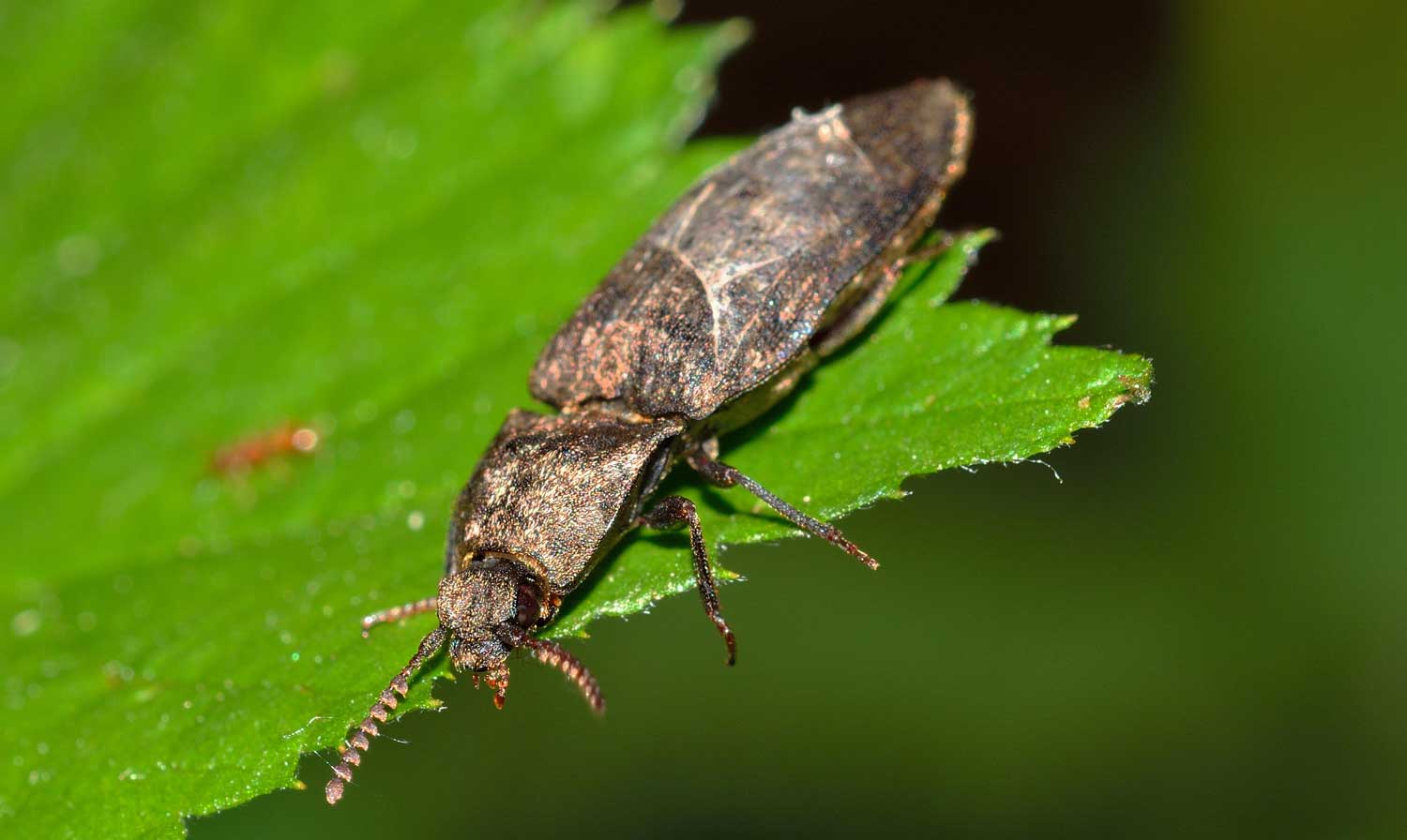 Agrypnus murinus, Elateridae