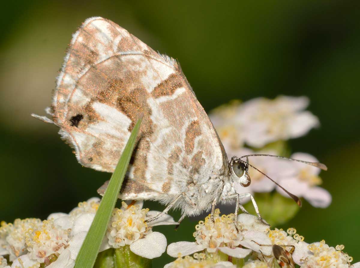 Da identificare - Cacyreus marshalli