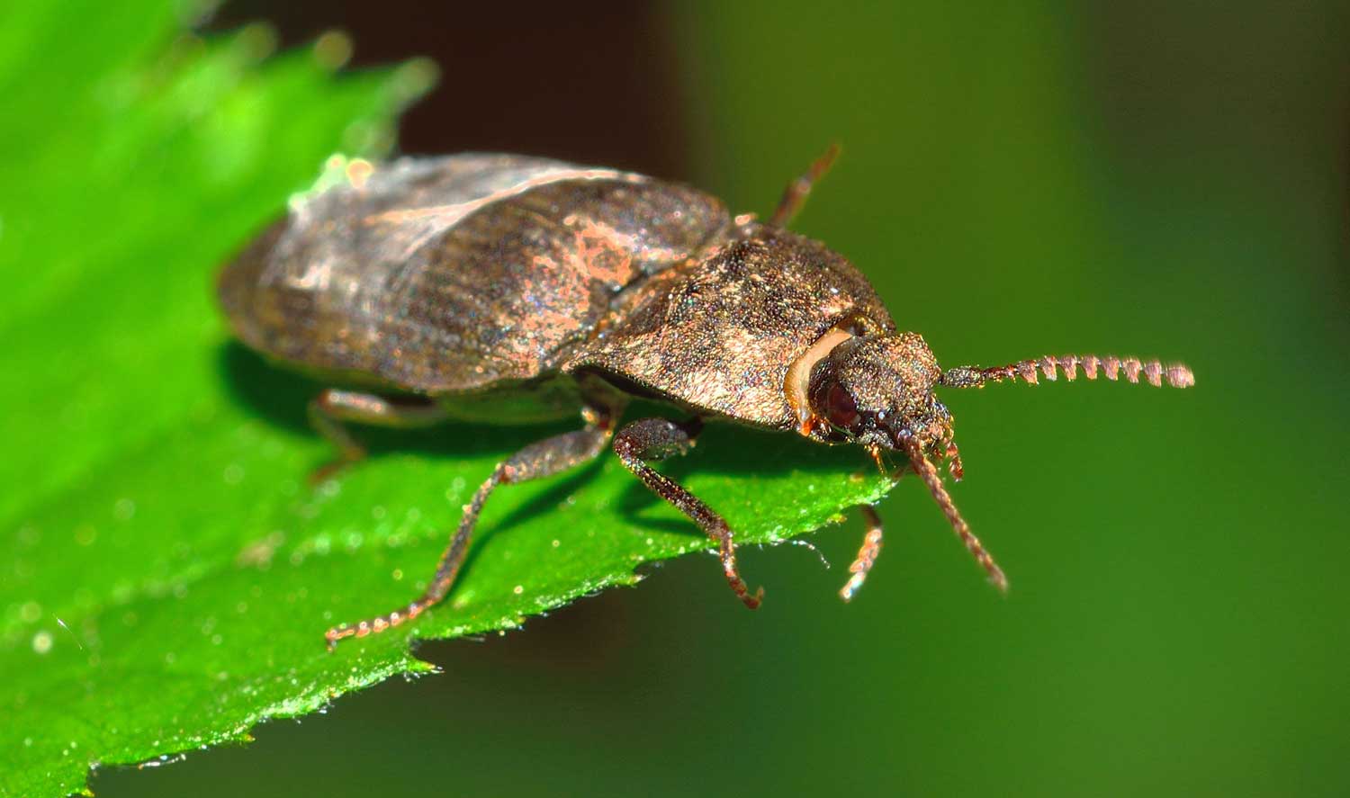 Agrypnus murinus, Elateridae