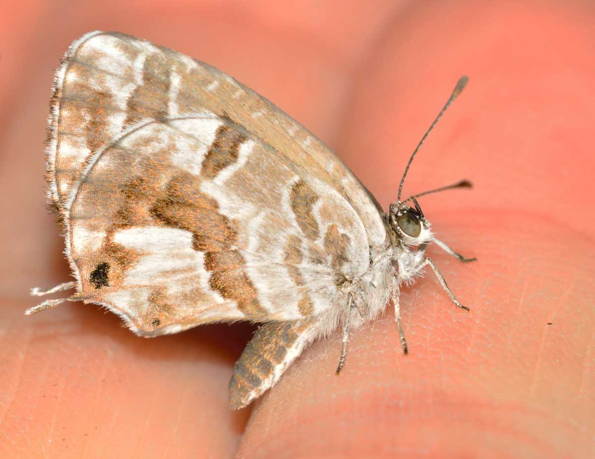 Da identificare - Cacyreus marshalli