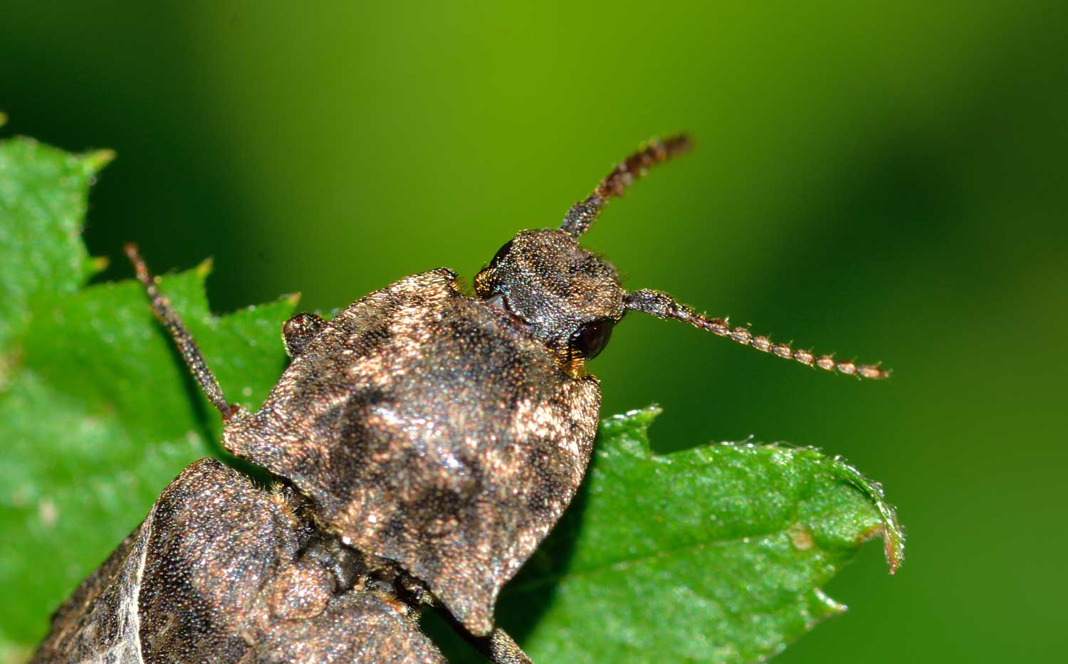 Agrypnus murinus, Elateridae