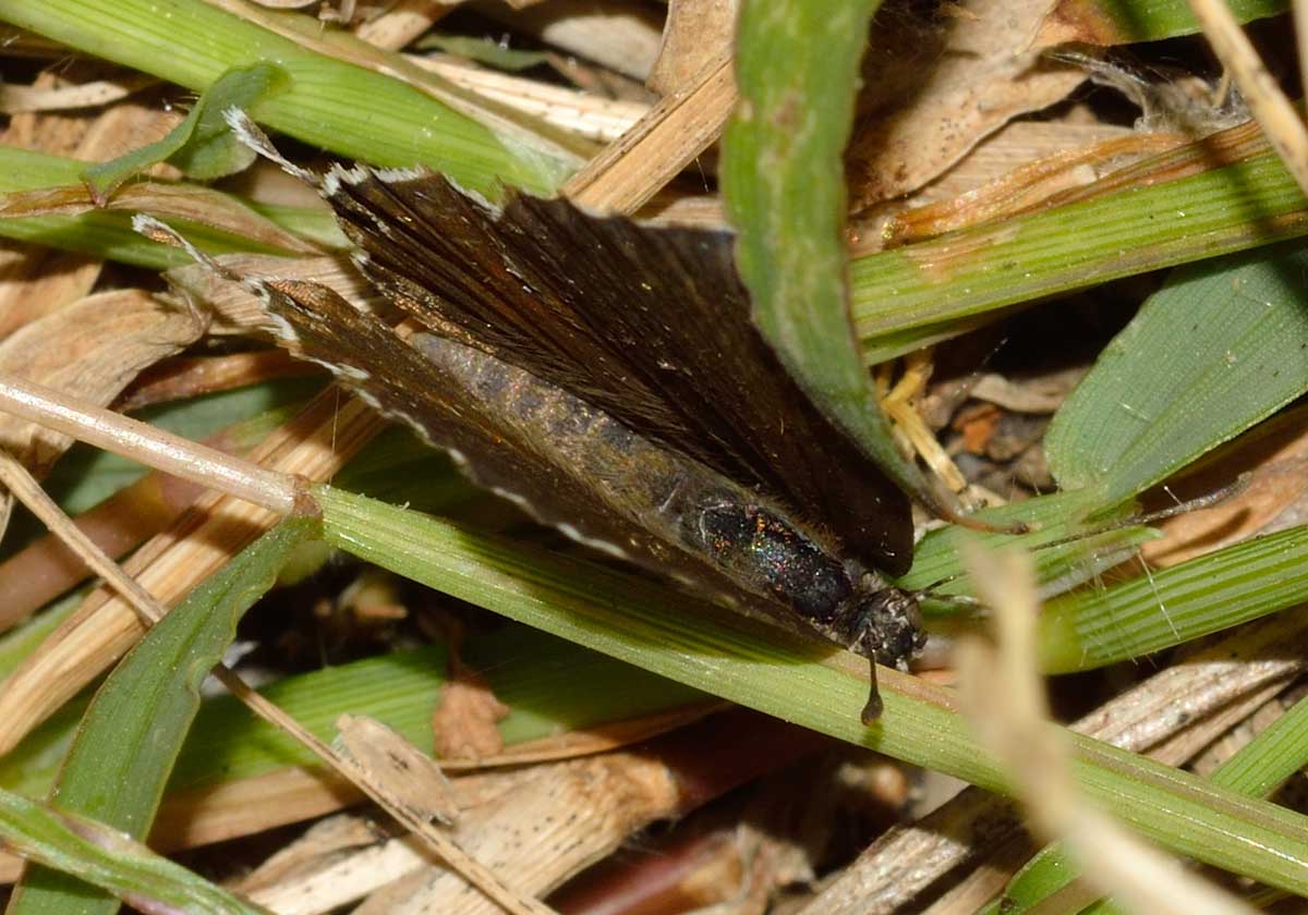 Da identificare - Cacyreus marshalli