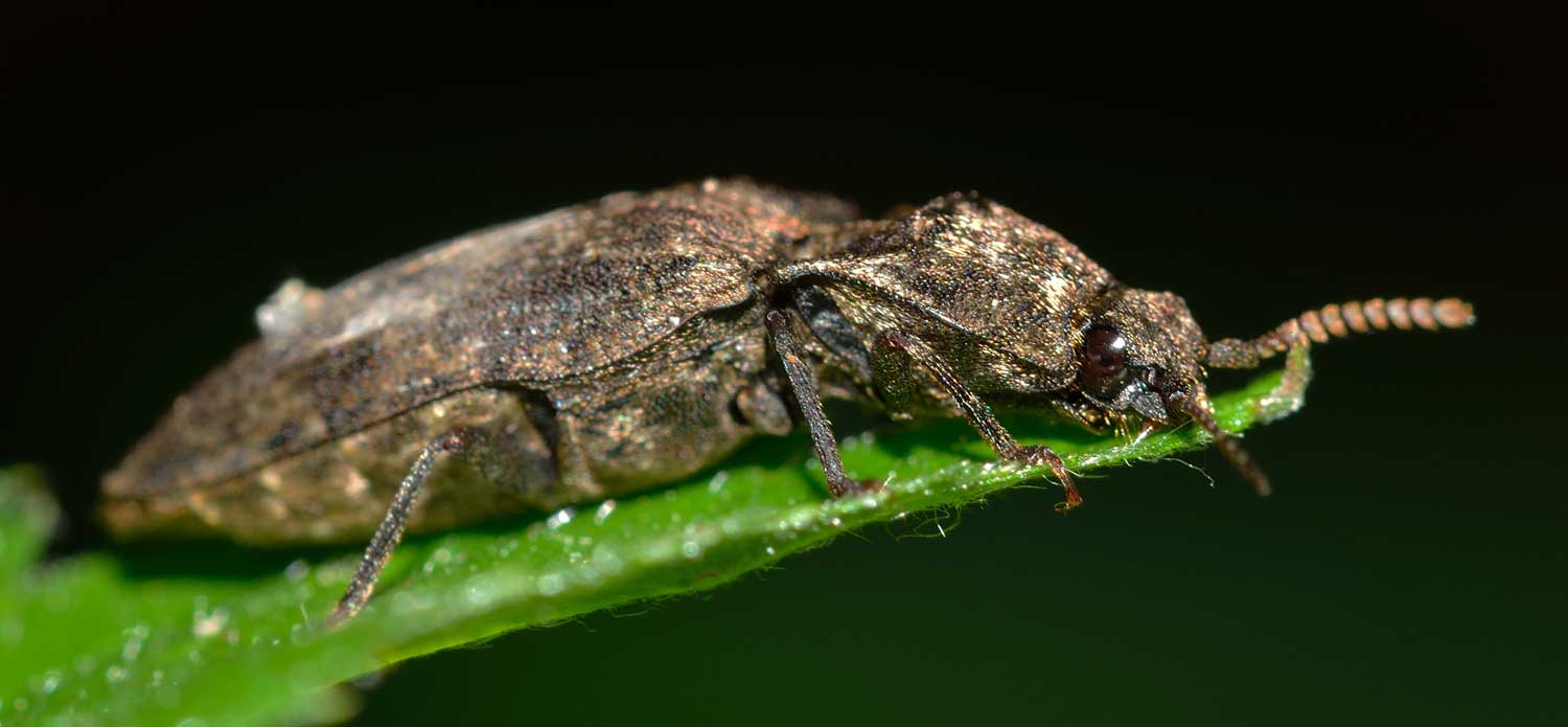 Agrypnus murinus, Elateridae
