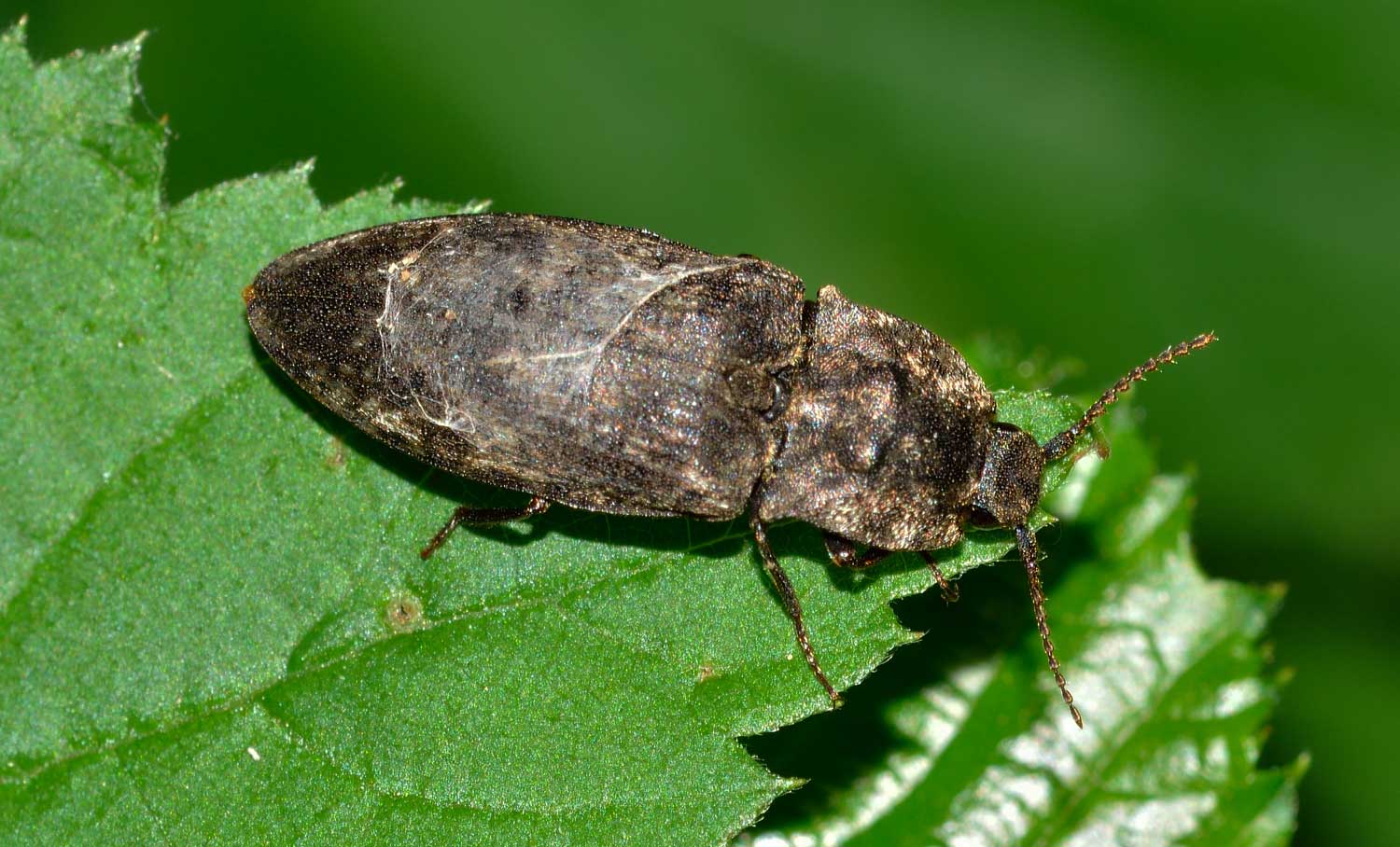 Agrypnus murinus, Elateridae