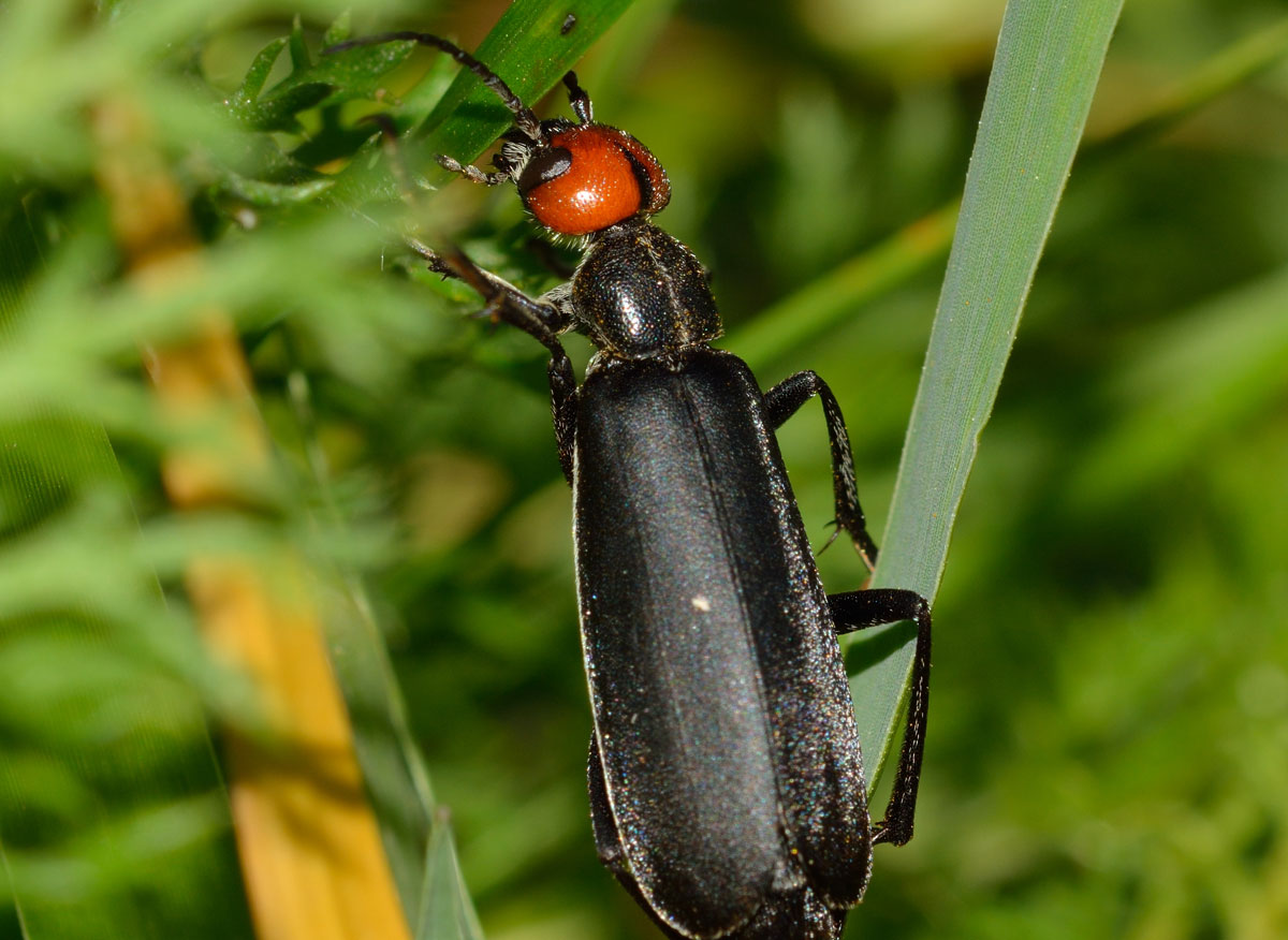 Epicauta rufidorsum, Meloidae