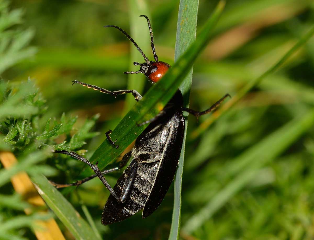 Epicauta rufidorsum, Meloidae