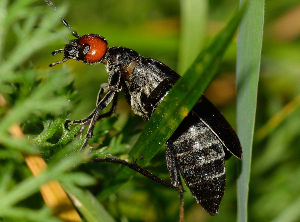 Epicauta rufidorsum, Meloidae