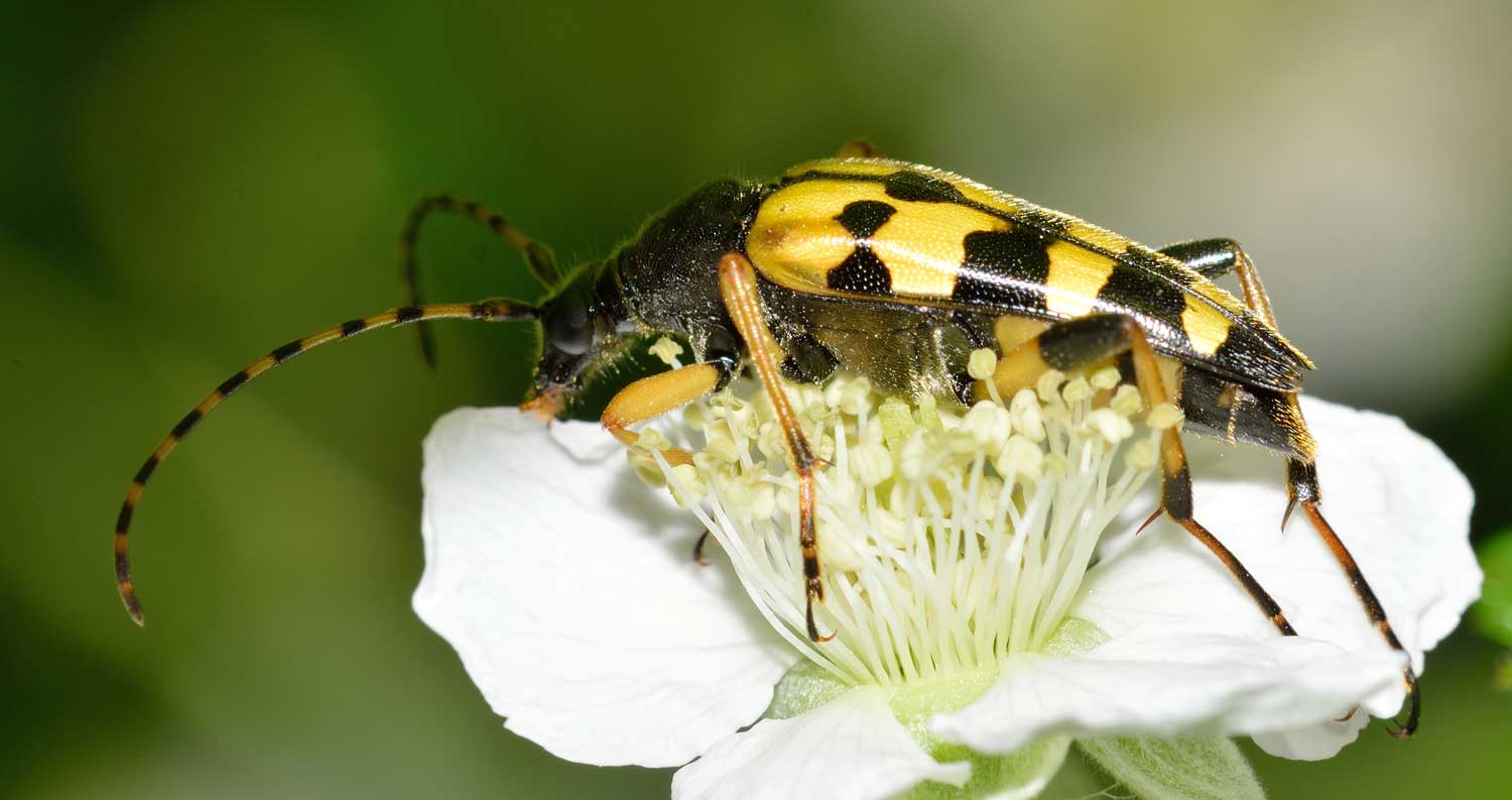 Rutpela maculata, femmina