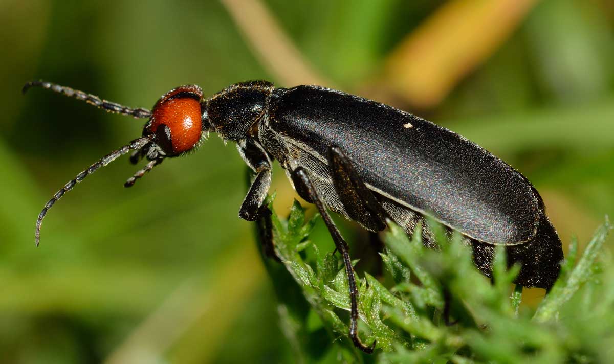 Epicauta rufidorsum, Meloidae