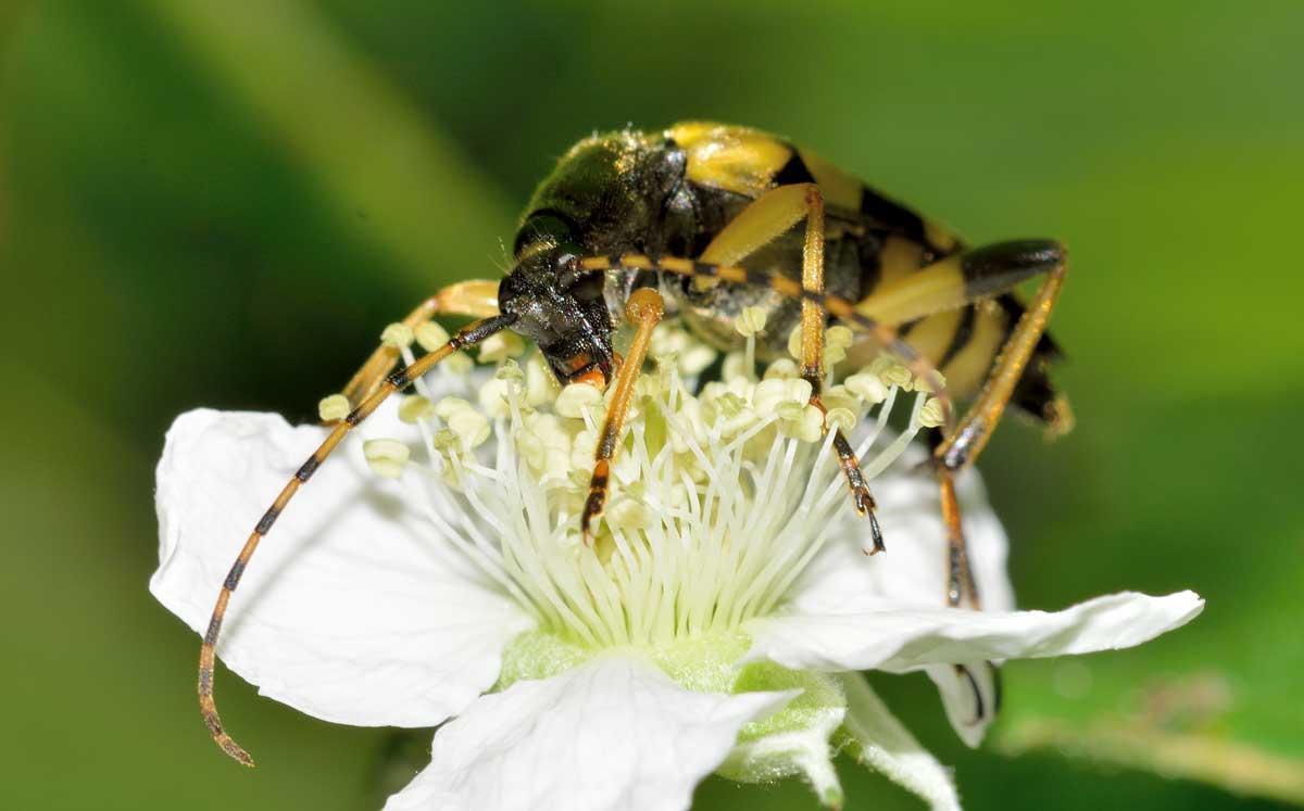 Rutpela maculata, femmina