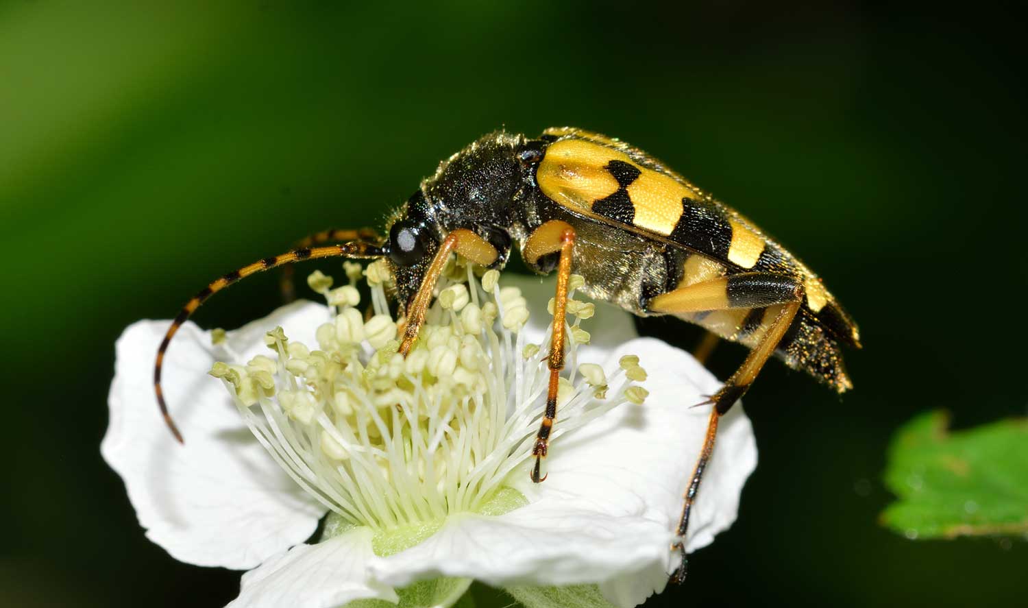 Rutpela maculata, femmina