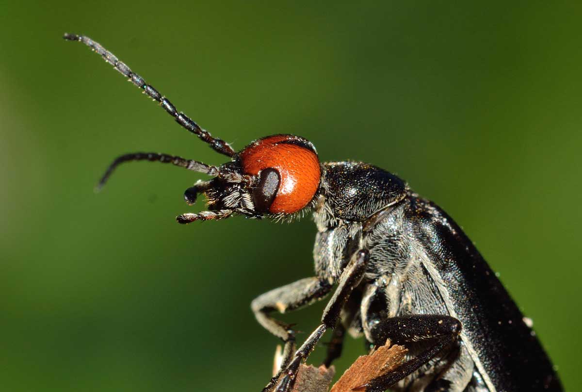 Epicauta rufidorsum, Meloidae