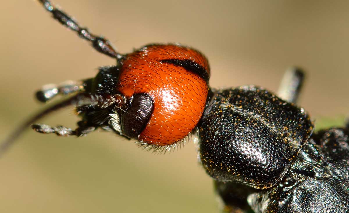 Epicauta rufidorsum, Meloidae