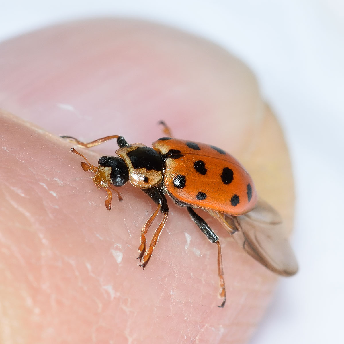 Hippodamia tredecimpunctata