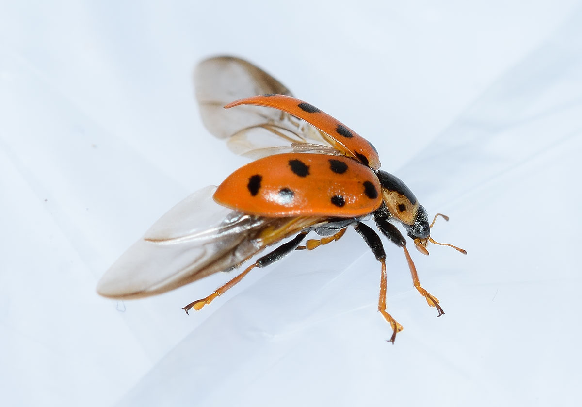 Hippodamia tredecimpunctata