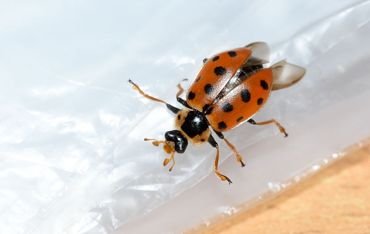 Hippodamia tredecimpunctata