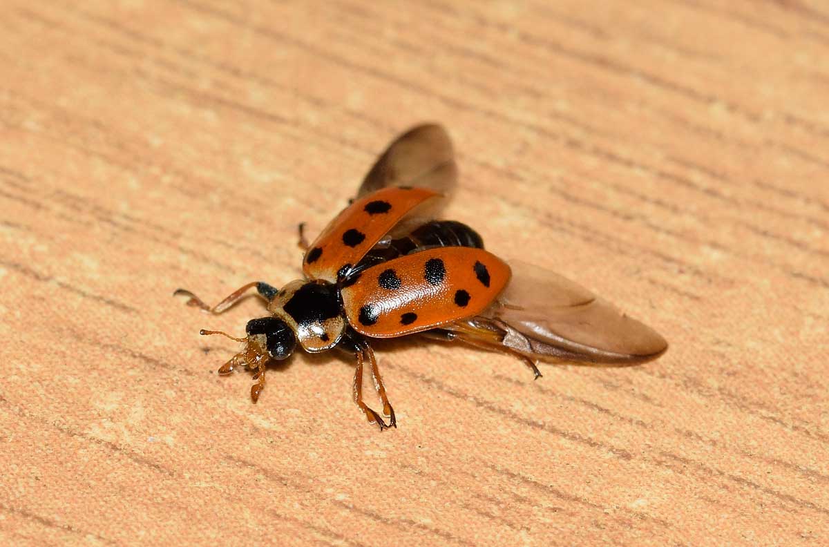 Hippodamia tredecimpunctata