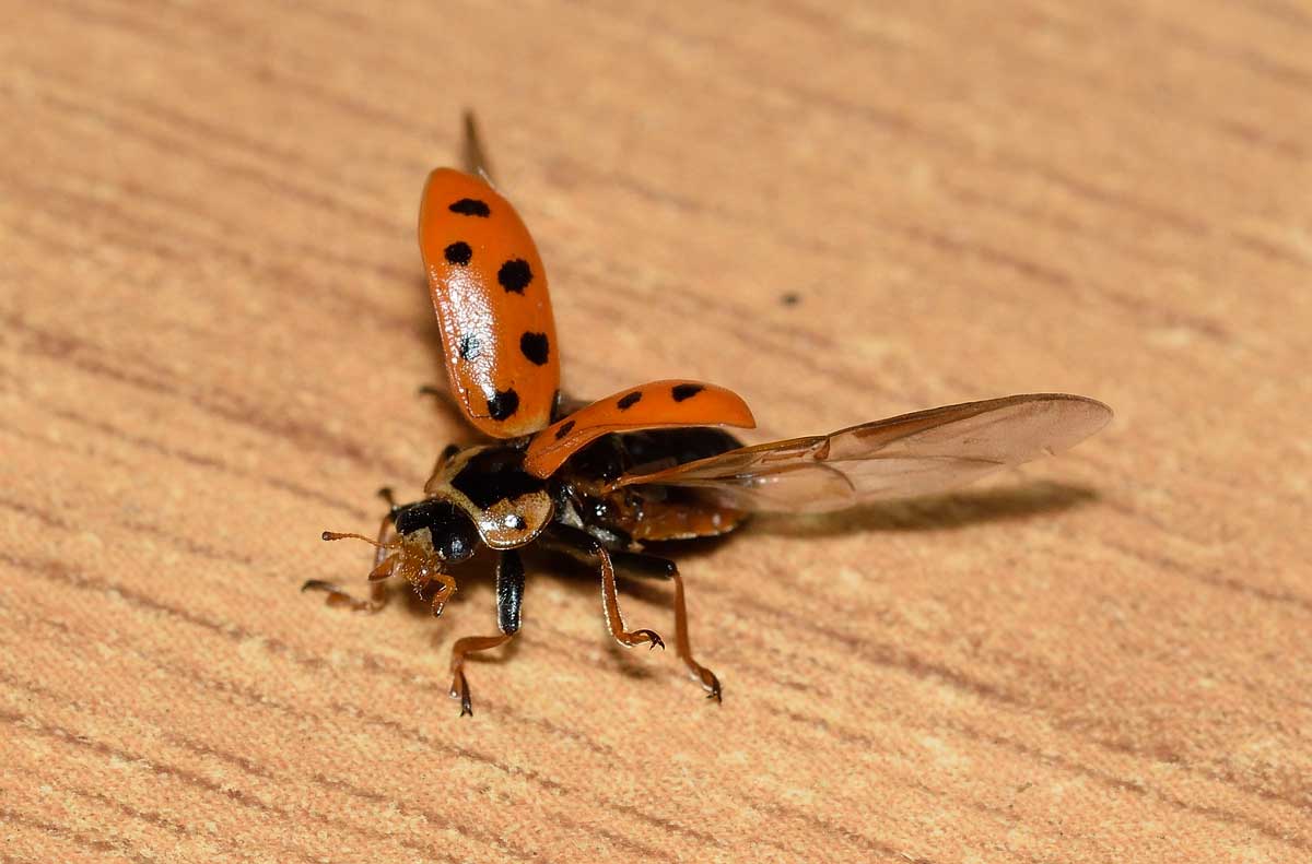 Hippodamia tredecimpunctata