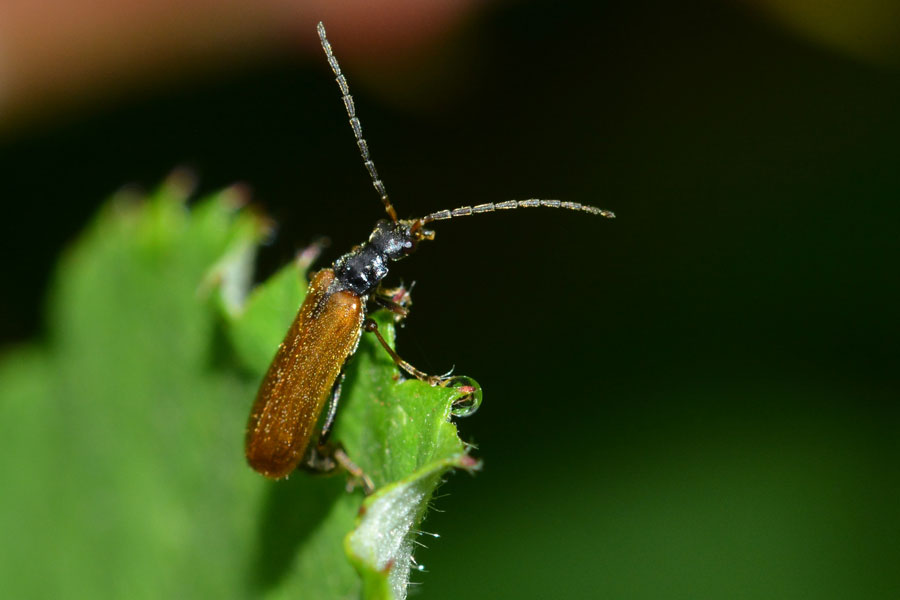 Da identificare: fam. Cantharidae