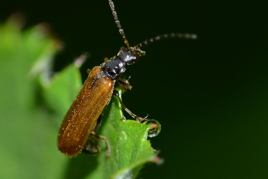 Da identificare: fam. Cantharidae