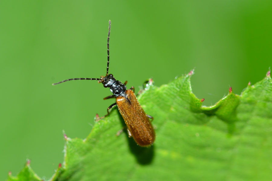 Da identificare: fam. Cantharidae